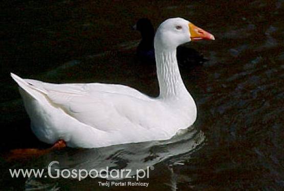 Komunikat IJHARS na temat chowu gęsi owsianej