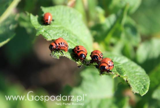 Stonka atakuje ziemniaki