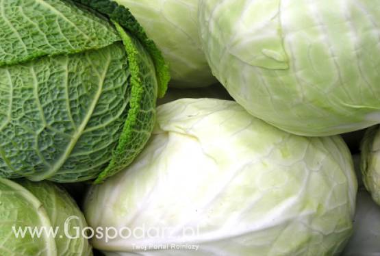 Wzrost cen białej kapusty