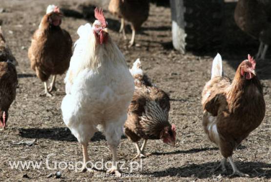 Nie będzie przydomowego chowu kur?