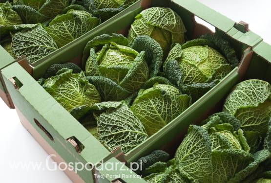 Kapusta włoska AGROSAD