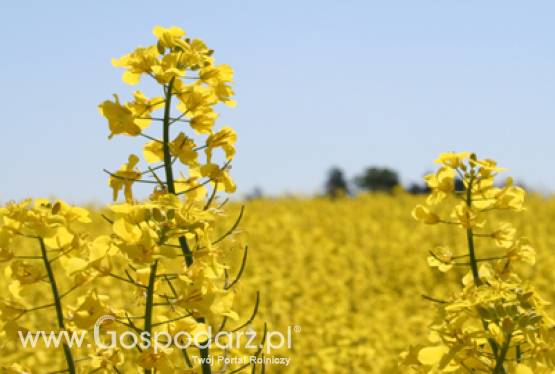 Będzie mniej rzepaku na świecie