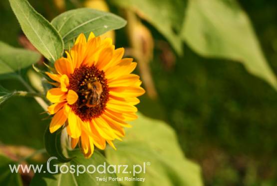 Włochy implementowały RED