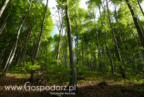 Od 1 czerwca ARiMR przyjmuje wnioski od rolników, którzy chcą na swoich gruntach posadzić las