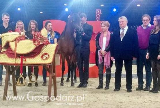 Czempionat Świata Koni Arabskich Czystej Krwi w Paryżu. Polacy najlepszymi hodowcami