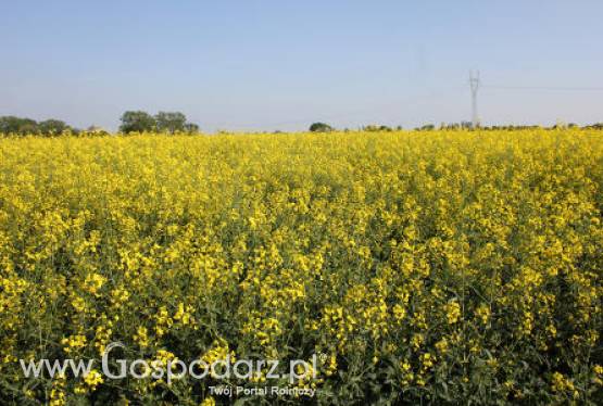 Najniższe od 6 lat zbiory unijnego rzepaku