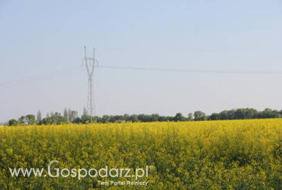 Tydzień na giełdowym rynku oleistych - 4-05-2012