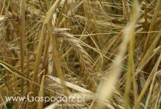 Ceny zbóż na giełdach światowych – 26.01.2012