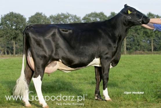 Jałówki HF i simentalskie