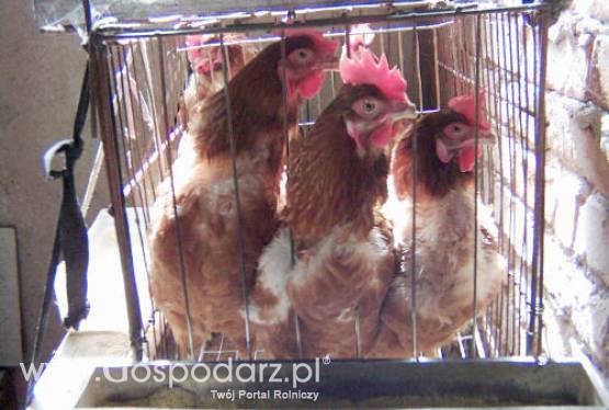 Powrót ptasiej grypy?