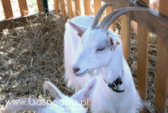 Zwycięzcy Regionalnej Wystawy Ras Rodzimych