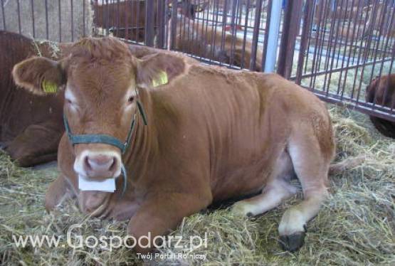 Wielka Brytania – Droga wołowina