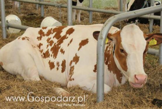 Ceny mięsa na krajowym rynku