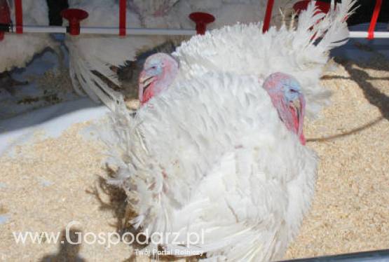 Ceny żywca krajowego