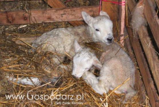 Nowa Zelandia – Korzystna umowa z Chinami o wolnym handlu