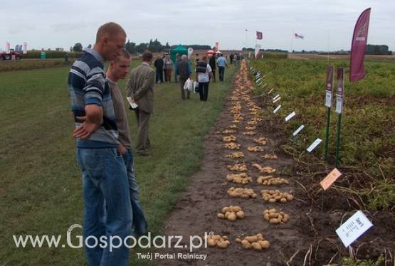 XXII Krajowe Dni Ziemniaka „Wielkopolska Pyra”