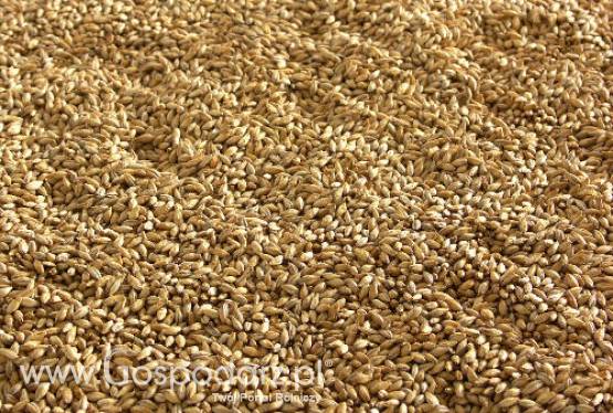 Ceny zbóż na giełdach światowych – 15.11.2011