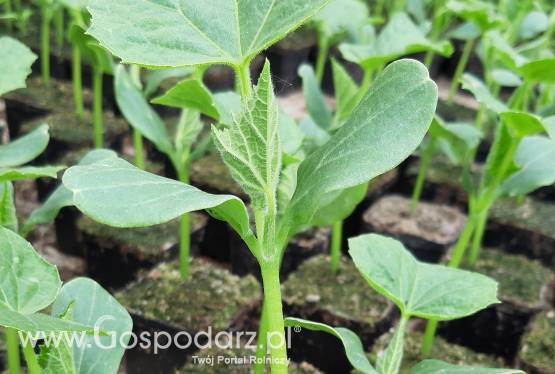 Sadzonki ogórków gruntowych