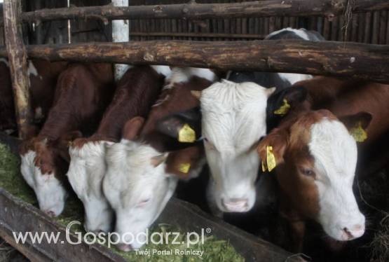 Byczki 300 KG rasy Simental, 100% Polskie