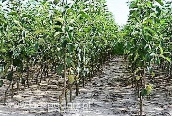 Kwalifikowana szkolka drzewek i krzewow owocowych