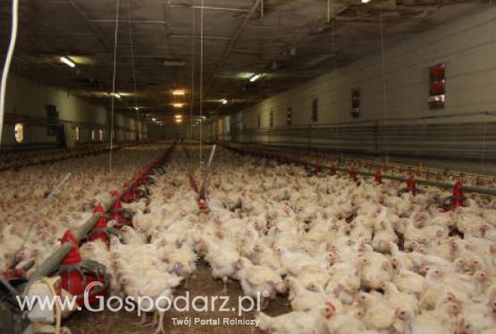 Wzrost eksportu unijnego drobiu