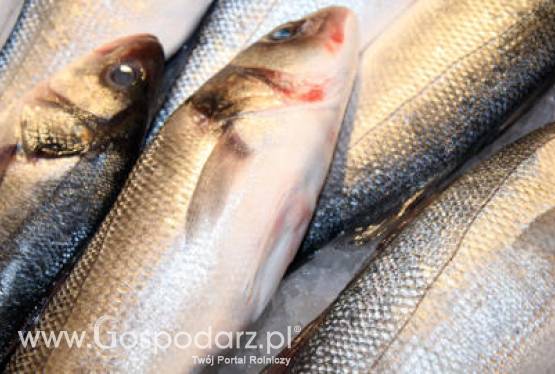 W ramach PO RYBY 2007 - 2013 kwota zakontraktowanych projektów przekroczyła 1,3 mld złotych.