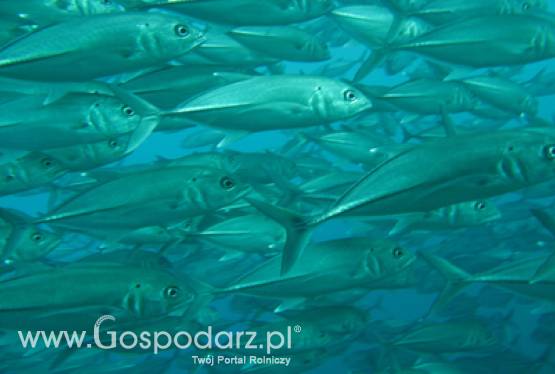 Informacja o wynikach kontroli planowej w zakresie jakości handlowej przetworów rybnych