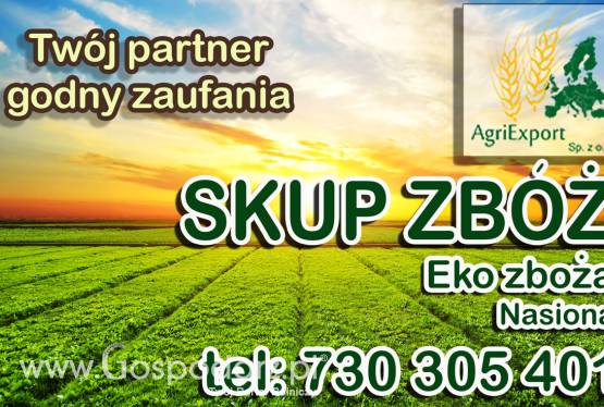 Skup zbóż całoroczny