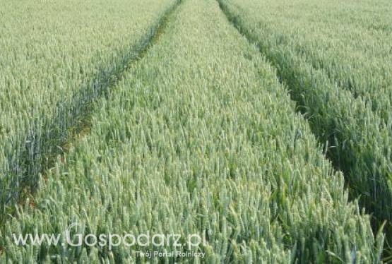 Wzrost średnich plonów unijnej pszenicy miękkiej