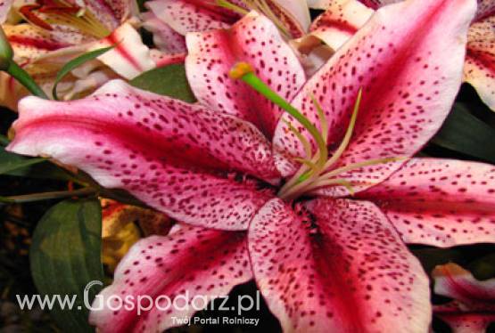 Targi „Wiosna Kwiatów”