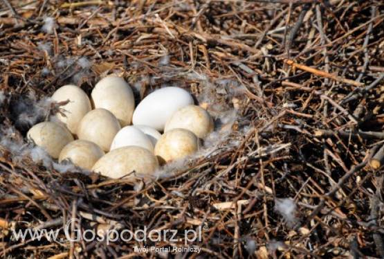 Spadek handlu jajami