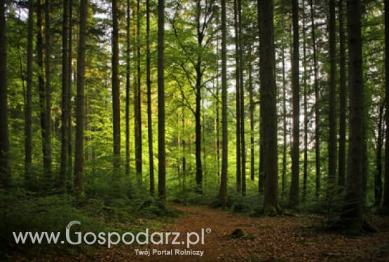 Zakończyło się przyjmowanie wniosków o przyznanie pomocy na odtworzenie lasów zniszczonych przez klęski żywiołowe