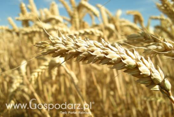 Co będzie ze zbiorami zbóż na północnej półkuli?