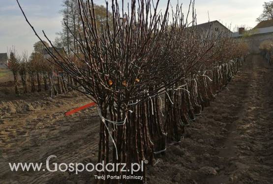 Sprzedam drzewka owocowe - JABŁONIE