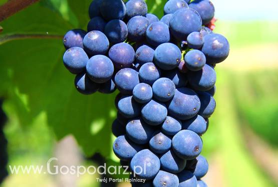 Polskie winnice- historia i tradycja