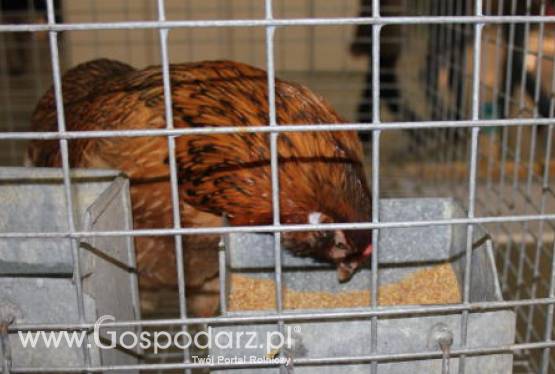 Wielka Brytania – Jasne stanowisko w sprawie wymiany klatek dla kur