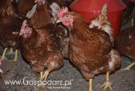 Kury nioski Lohman Brown 90% jajek L 32 tygodniowe