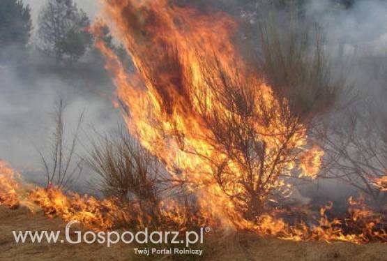 Dlaczego nie wypalać traw?