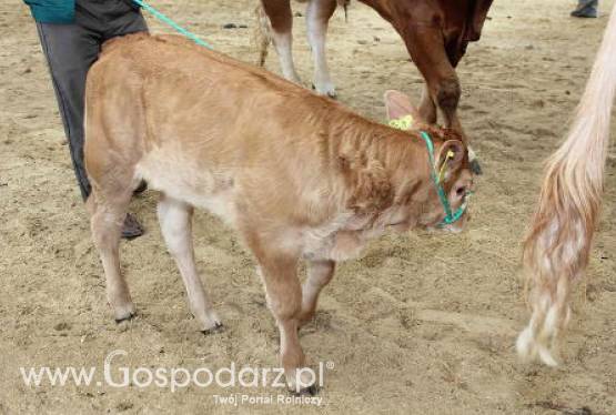 Ceny mięsa na krajowym rynku
