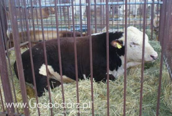 Eksport unijnego mięsa i żywca wołowego z refundacjami