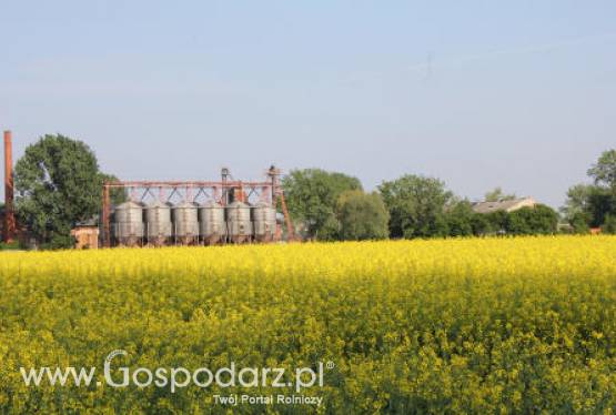 Ceny oleistych na światowych giełdach – 11.05.2012