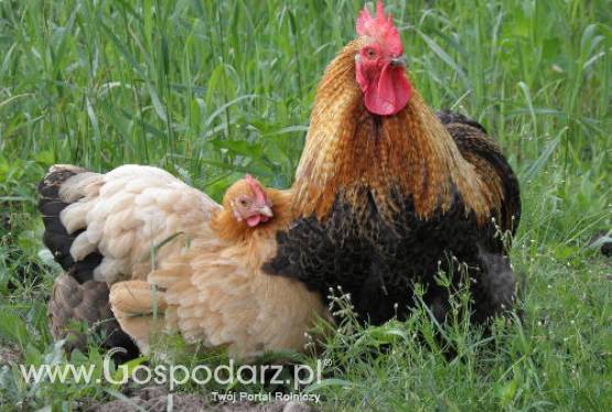 Niemcy – Zamknięto już ponad cztery tysiące farm, a rynki zbytu szybko rezygnują z importu