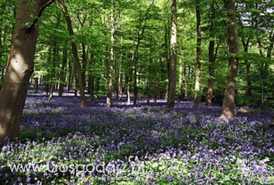 Tylko do 16 maja ARiMR przyjmuje wnioski kontynuacyjne na zalesianie sfinansowane z PROW 2007 - 2013