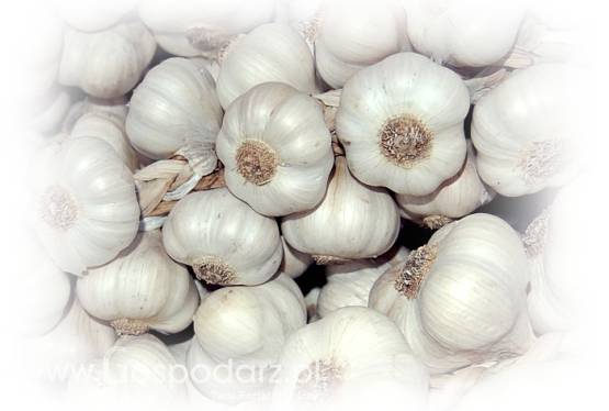 czosnek większe ilości sprzedam