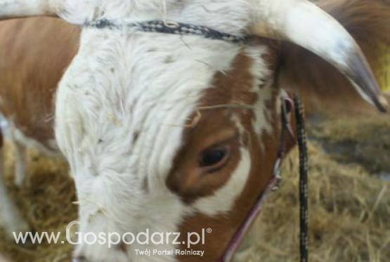 Argentyna – Im wyższe ceny tym niższy eksport