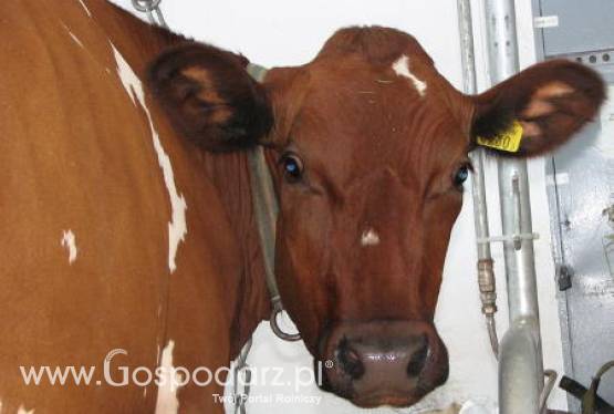 Mniej  unijnej wołowiny w 2012 roku