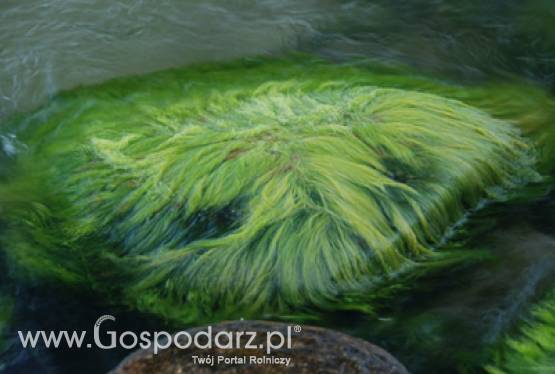 Uniwersytet w Teksasie uruchomił największą w USA demontracyjną instalację hodowli alg do produkcji biopaliw