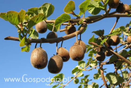 Gruzja – Wzrost produkcji owoców kiwi