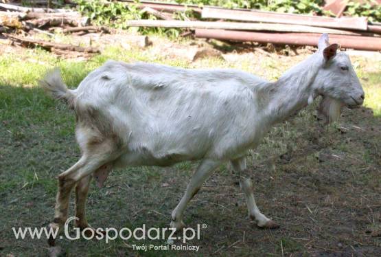 Koza wysokomleczna 3letnia + dwa małe capki