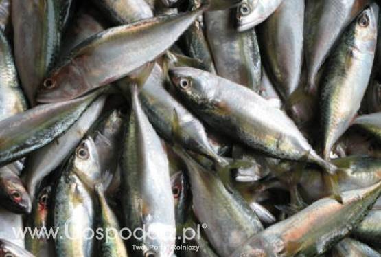 Rada Ministrów Rolnictwa i Rybołówstwa UE przyjęła konkluzje Prezydencji dotyczące przyszłości WPR